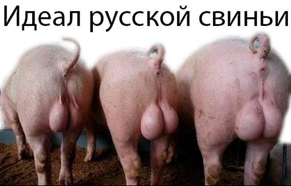 Free Speech. ������� �����. ���� ������ ����������.