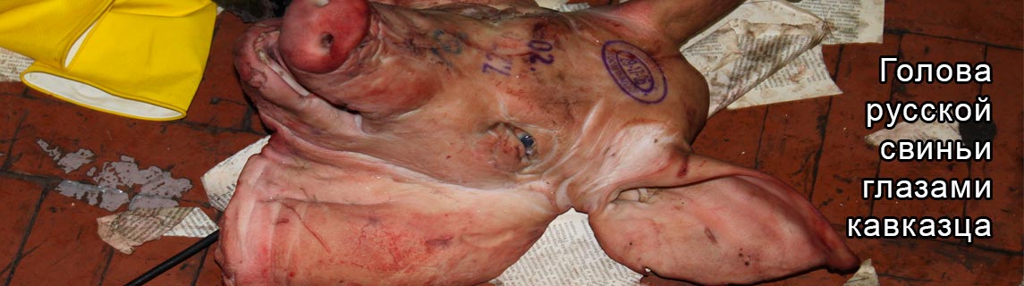 Free Speech. ������� �����. ���� ������ ����������.