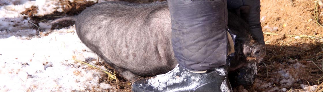 Free Speech. ������� �����. ���� ������ ����������.