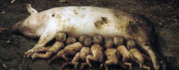 Free Speech. ������� �����. ���� ������ ����������.