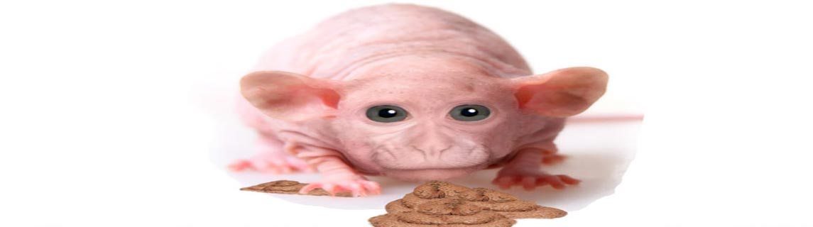 Free Speech. ������� �����. ���� ������ ����������.