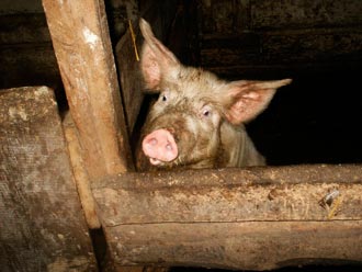 Free Speech. ������� �����. ���� ������ ����������.