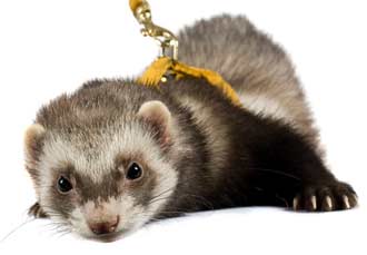 Free Speech. ������� �����. ���� ������ ����������.