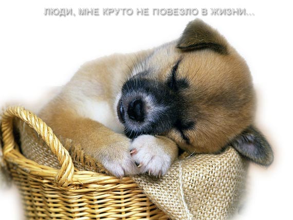 Free Speech. ������� �����. ���� ������.