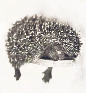 Free Speech. ������� �����. ����.