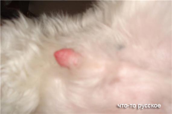 Free Speech. ������� ����� ������ ����������.