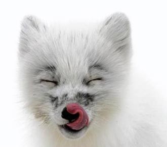 Free Speech. ������� ����� ������ ����������.