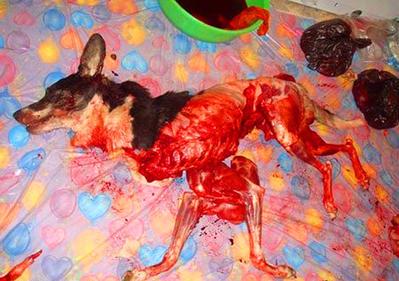 Free Speech. ������� �����. ������ � �������, �����������...