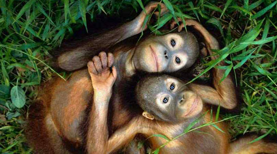 Free Speech. ������� �����. ���� ������ ����������. ��� ����� �������.