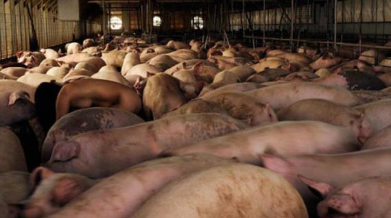 Free Speech. ������� �����. ���� ������ ����������.