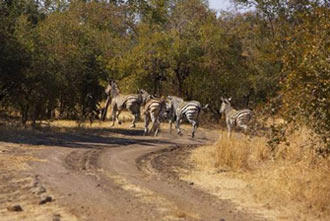Free Speech. ������� �����. ���� ������ ����������.