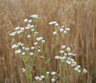 Free Speech. ������� �����. ���� ������ ����������.