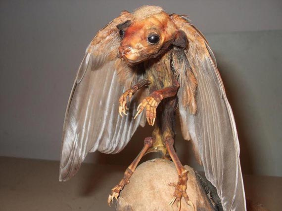 Free Speech. ������� �����. ���� ������ ����������.