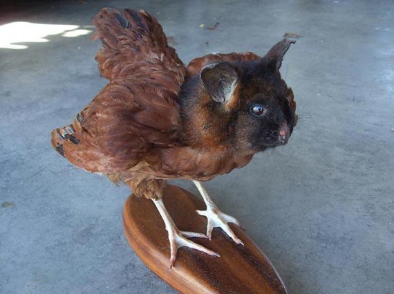 Free Speech. ������� �����. ���� ������ ����������.