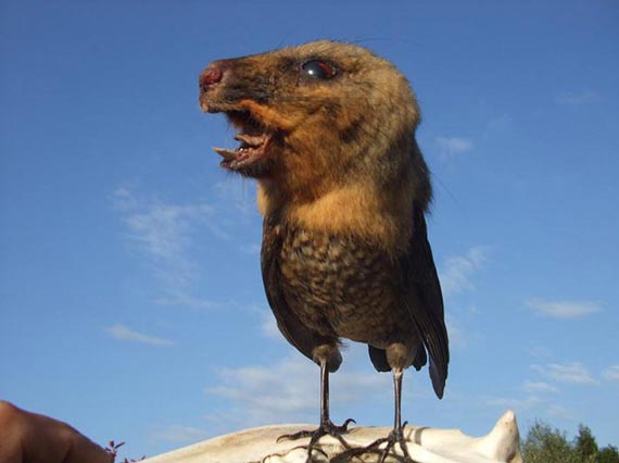 Free Speech. ������� �����. ���� ������ ����������.