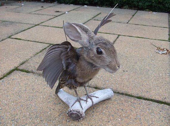 Free Speech. ������� �����. ���� ������ ����������.