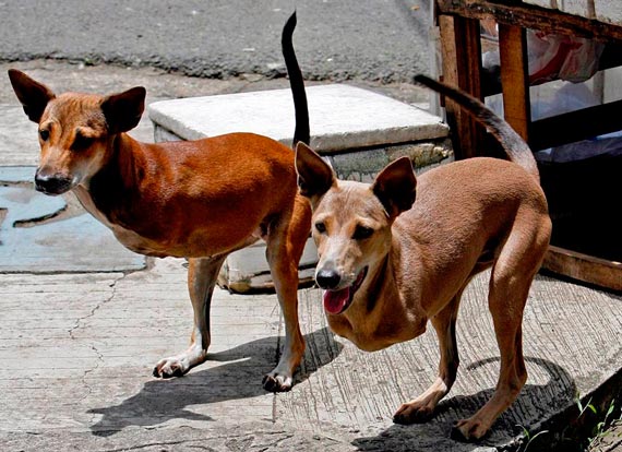 Free Speech. ������� �����. ���� ������ ����������.