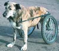 Free Speech. ������� �����. ���� ������ ����������.