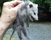 Free Speech. ������� �����. ���� ������ ����������.